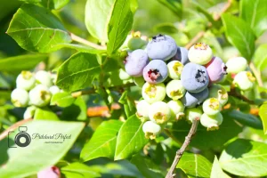 Barkway Farms Blueberry Closeup 2