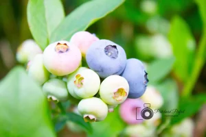 Barkway Farms Blueberry Closeup