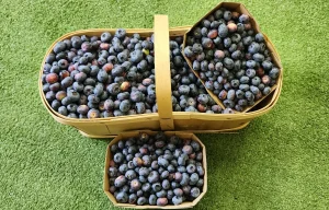 Fresh Picked Blueberries