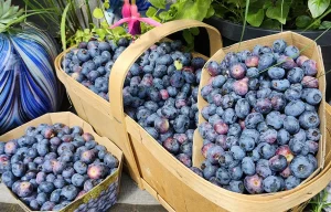 Fresh Picked Blueberries