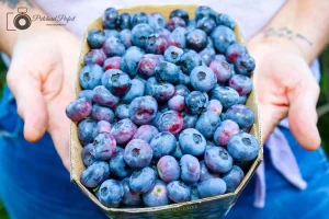 Fresh Picked Blueberries at Barkway Farms