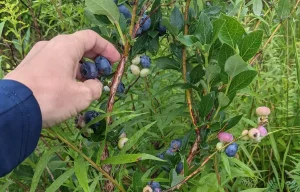 Picking Fresh Blueberries from a Blueberry Plant at Barkway Farms