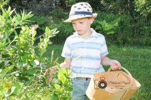 Ryker Picking Blueberries at Barkway Farms 2