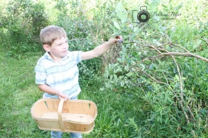 Ryker Picking Blueberries at Barkway Farms