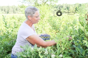 Tracy Pegg of Barkway Farms Picking Blueberries 2