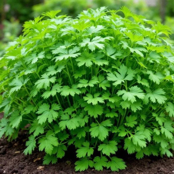 Cilantro Seeds - Organic - Image 3