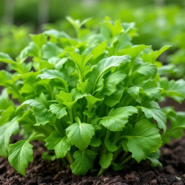 Arugula Seeds - Organic - Image 3