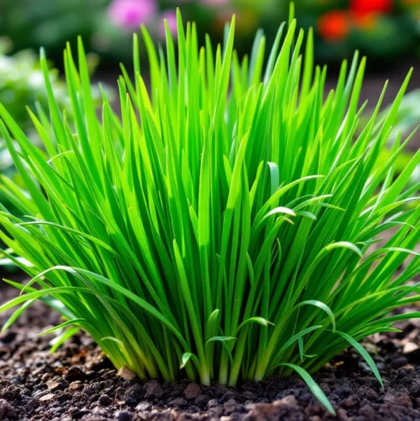 Chives Seeds - Organic - Image 3