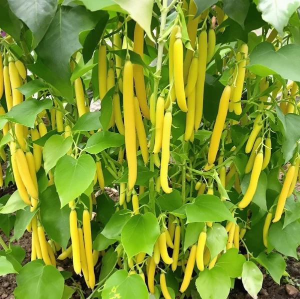 Barkway Farms - Organic Beans Golden Wax Seeds Grown